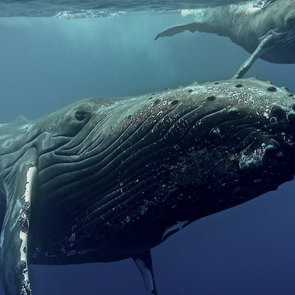 Yihgmnoabuqn8gtvfdcu jpeg