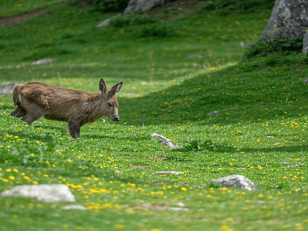 découvrez une randonnée exceptionnelle dans les pyrénées : 517 mètres de dénivelé, un refuge secret à l'arrivée et une vue imprenable sur les paysages environnants. une expérience inoubliable au cœur de la nature !