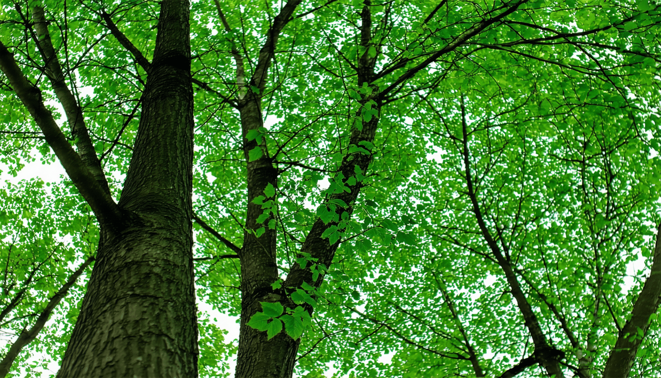 découvrez le fascinant monde des arbres gigantesques et leur capacité incroyable à communiquer entre eux. plongez dans les secrets de la nature et apprenez comment ces géants silencieux échangent des informations pour survivre et prospérer.